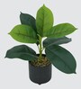 Rubber Fig Plant