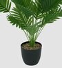 Areca Palm Plant
