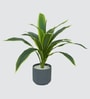 Dracaena Lime Plant