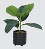 Rubber Fig Plant