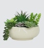 Faux Multi Succulent Set