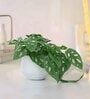 Philodendron Plant