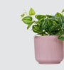 Peperomia Plant