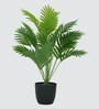 Areca Palm Plant