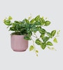 Peperomia Plant