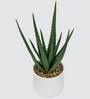 Sisal Plant