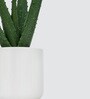 Sisal Plant