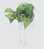 Monstera Mini Plant