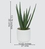 Sisal Plant