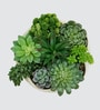 Faux Multi Succulent Set