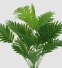 Areca Palm Plant