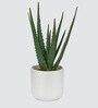 Sisal Plant