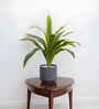 Dracaena Lime Plant