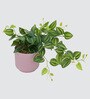 Peperomia Plant