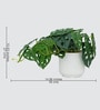 Farm Philodendron Plant