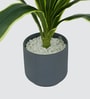 Dracaena Lime Plant