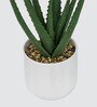 Sisal Plant