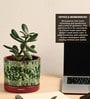 (1Pc) Red & Green Terracotta Plant Pot