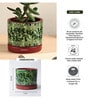 (1Pc) Red & Green Terracotta Plant Pot