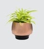 Metal Two Tone Small Table Planter Black