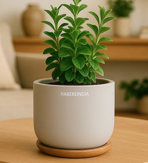 (1Pc) Grey Terracotta Plant Pot