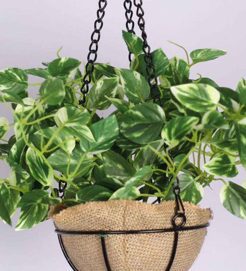 Buy Green Artificial Hanging Pothos Creeper with Pot by Pollination