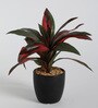 Fabric Red Green Dracaena Bonsai With Ceramic Pot Artificial Plants