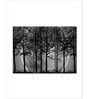 Grey Black Dark Forest Printed Framed Wall Art Panels ( Set Of 3)
