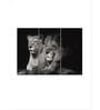 Grey Black Lion And Lioness Mates Printed Framed Wall Art Panels ( Set Of 3)
