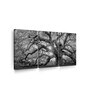 Grey White Monochrome Angel Oak Tree Printed Framed Wall Art Panels ( Set Of 3)