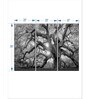 Grey White Monochrome Angel Oak Tree Printed Framed Wall Art Panels ( Set Of 3)