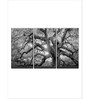 Grey White Monochrome Angel Oak Tree Printed Framed Wall Art Panels ( Set Of 3)
