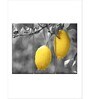 Grey Yellow Lemons Pop Printed Framed Wall Art Panels ( Set Of 3)