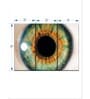 Green Eye Wall Art Panels ( Set Of 3)