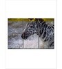 Black White Zebra Wall Painting ( Set Of 3)