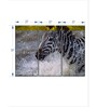 Black White Zebra Wall Painting ( Set Of 3)