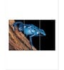 Blue Poison Arrow Frog Printed Framed Wall Art Panels ( Set Of 3)