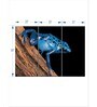 Blue Poison Arrow Frog Printed Framed Wall Art Panels ( Set Of 3)
