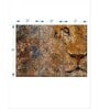 Brown Barbary Lion Wall Art Panels ( Set Of 3)