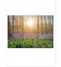 Green Forest Printed Framed Wall Art Panels ( Set Of 3)