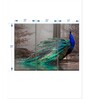 Green Blue Peacock Printed Wall Art Panels ( Set Of 3)