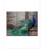 Green Blue Peacock Printed Wall Art Panels ( Set Of 3)