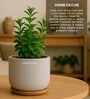 (1Pc) Grey Terracotta Plant Pot