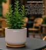 (1Pc) Grey Terracotta Plant Pot