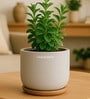 (1Pc) Grey Terracotta Plant Pot