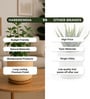 (1Pc) Beige Terracotta Plant Pot
