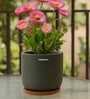 (1Pc) Dark Gray Terracotta Plant Pot
