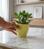 Light Green Ceramic Flower Pot