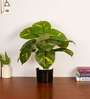 Artificial Pothos Plant 55Cm