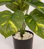 Artificial Pothos Plant 55Cm